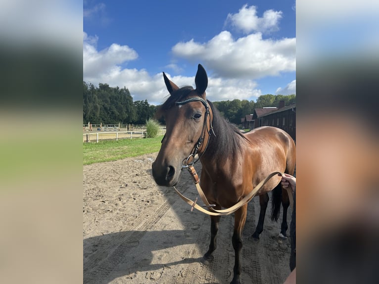 French Trotter Mare 7 years 15,1 hh Brown in Castrop-Rauxel