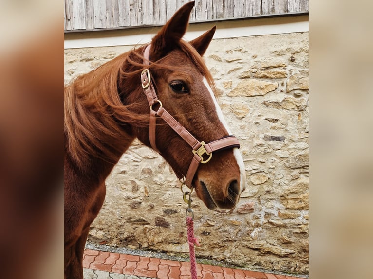 French Trotter Mare 7 years 15,2 hh Chestnut-Red in Niedernondorf