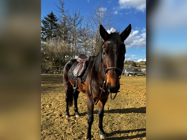 French Trotter Mare 7 years 15,2 hh  in Daussois