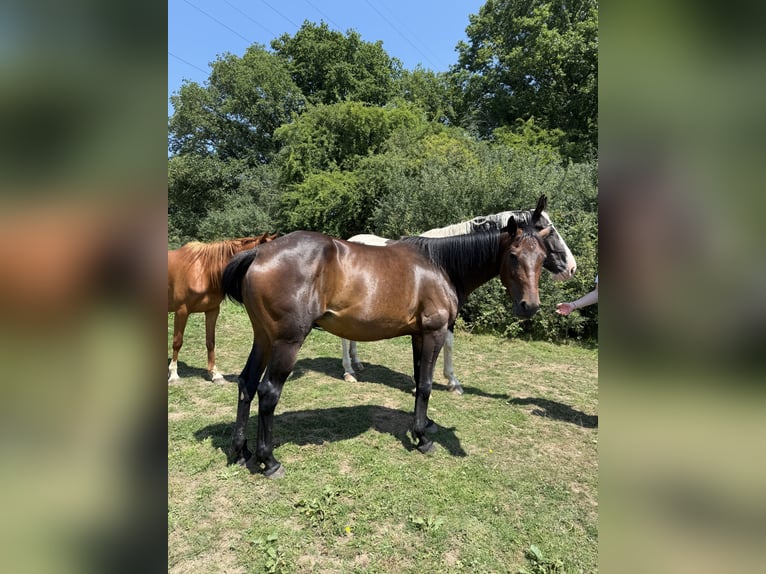French Trotter Mare 7 years 15,2 hh  in Daussois