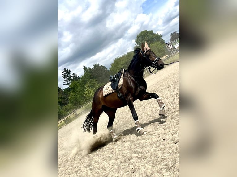 French Trotter Mare 7 years 16,2 hh Bay-Dark in Dortmund