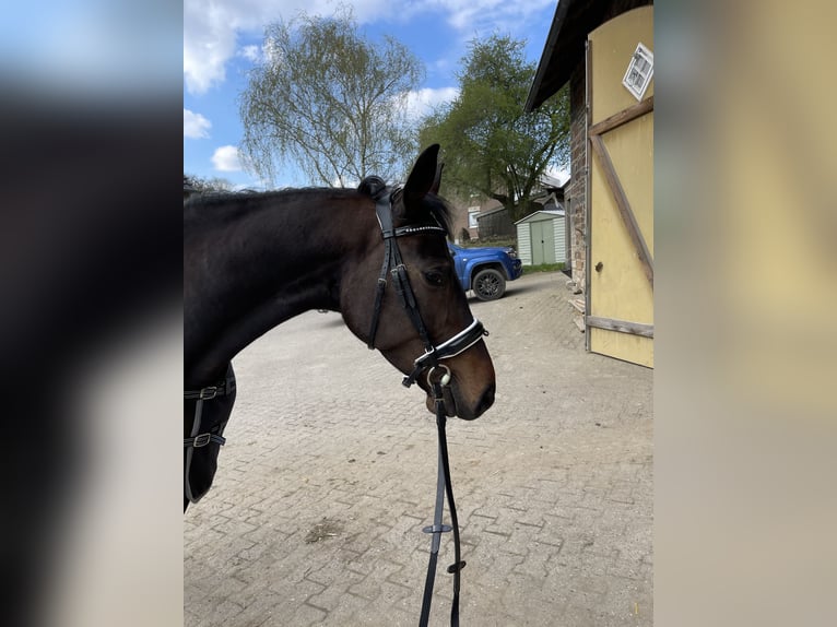 French Trotter Mare 7 years 16,2 hh Bay-Dark in Dortmund