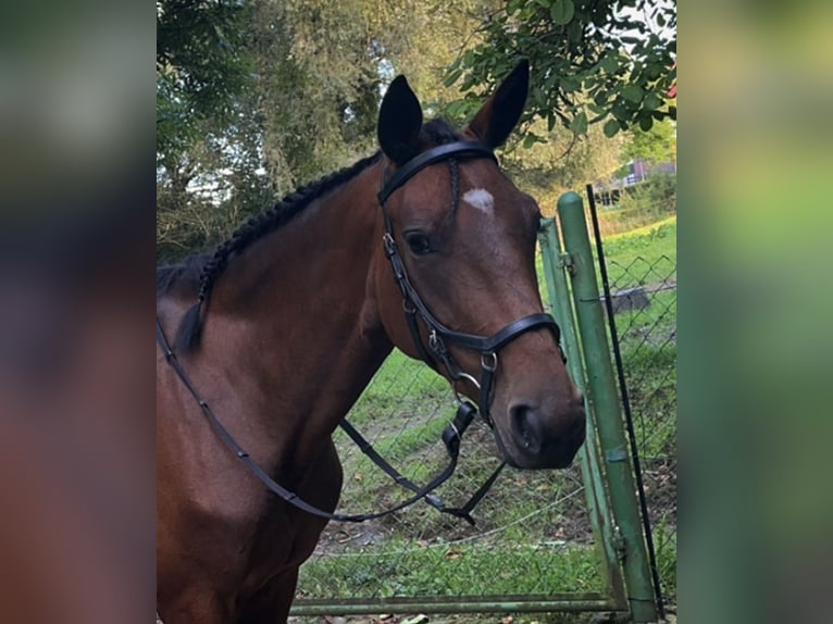 French Trotter Mare 7 years 16 hh Brown in Porta Westfalica