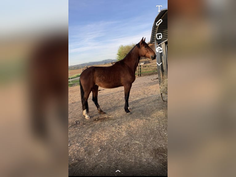 French Trotter Mare 7 years 16 hh Brown in Feinfeld