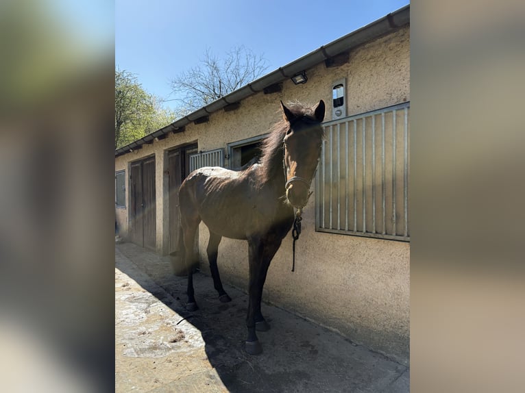 French Trotter Mare 7 years 17,2 hh Chestnut-Red in Sarrebourg