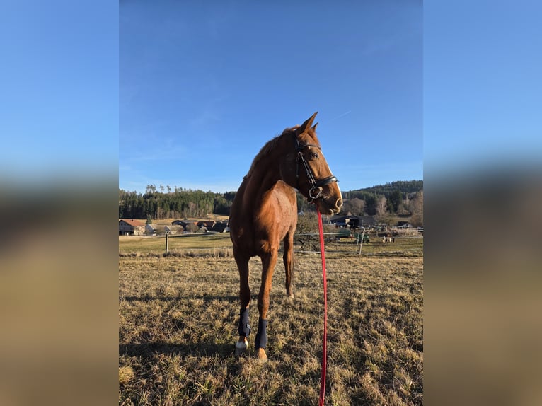 French Trotter Mare 8 years 15.2 hh Chestnut-Red in Waldhausen