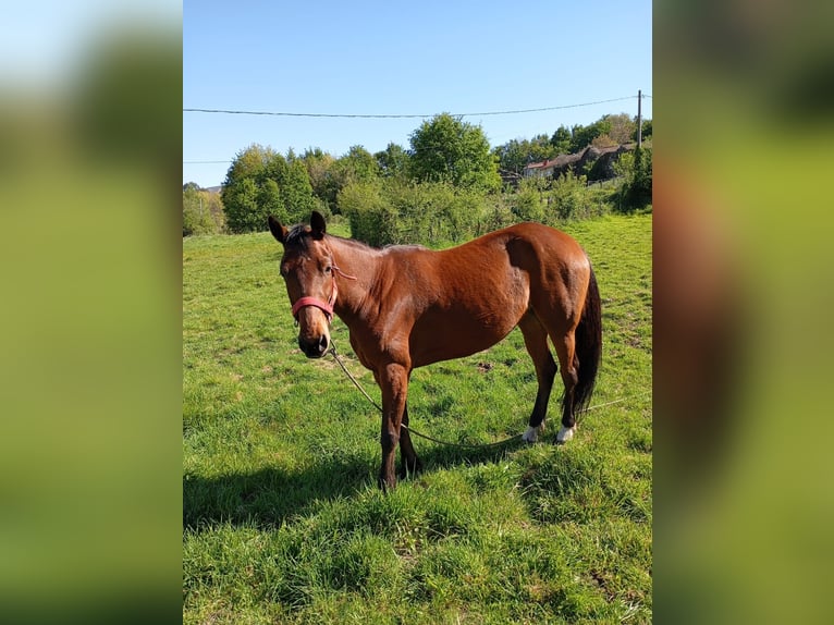French Trotter Mare 8 years 15,2 hh Brown in Ourense, Quintela De Leirado