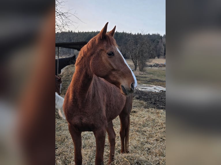 French Trotter Mare 8 years 15,2 hh Chestnut-Red in Waldhausen