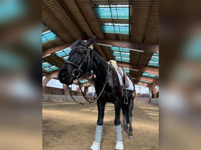 French Trotter Mare 8 years 16 hh Bay-Dark in Gensingen
