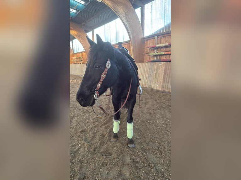 French Trotter Mare 8 years 16 hh Bay-Dark in Gensingen