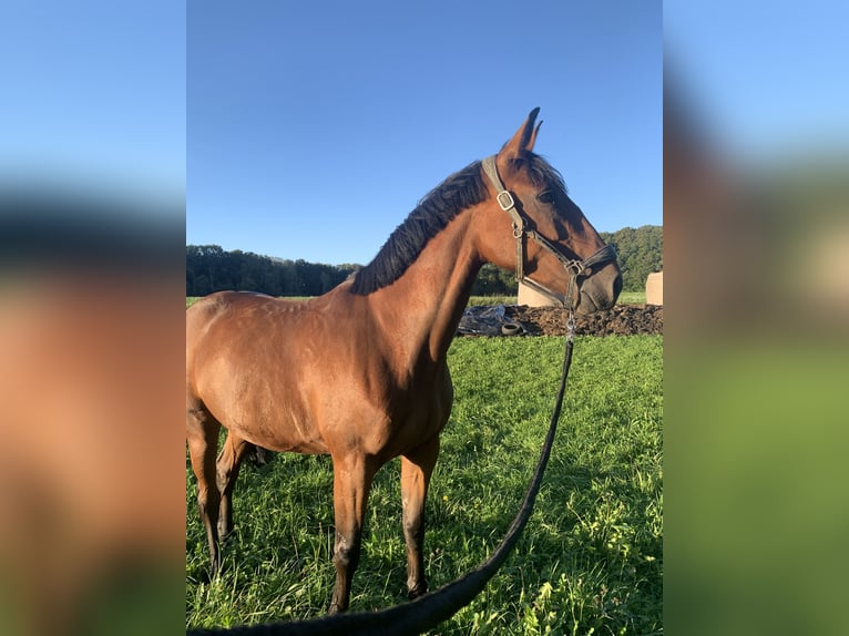 French Trotter Mare 8 years 16 hh Brown in Kembs