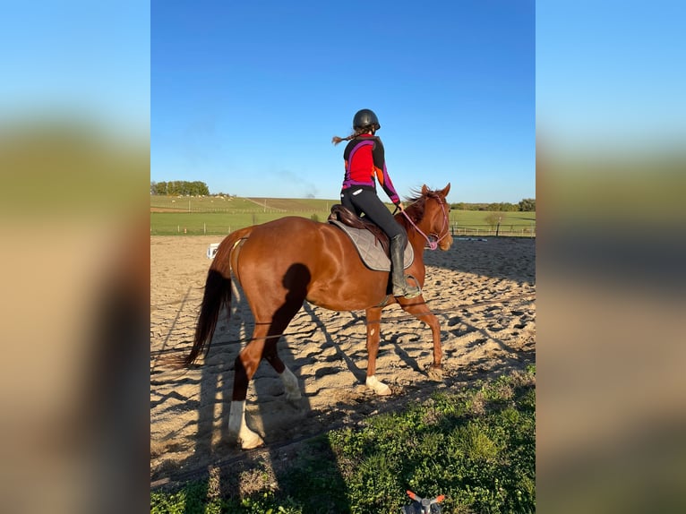 French Trotter Mare 8 years 16 hh Chestnut-Red in soumensac