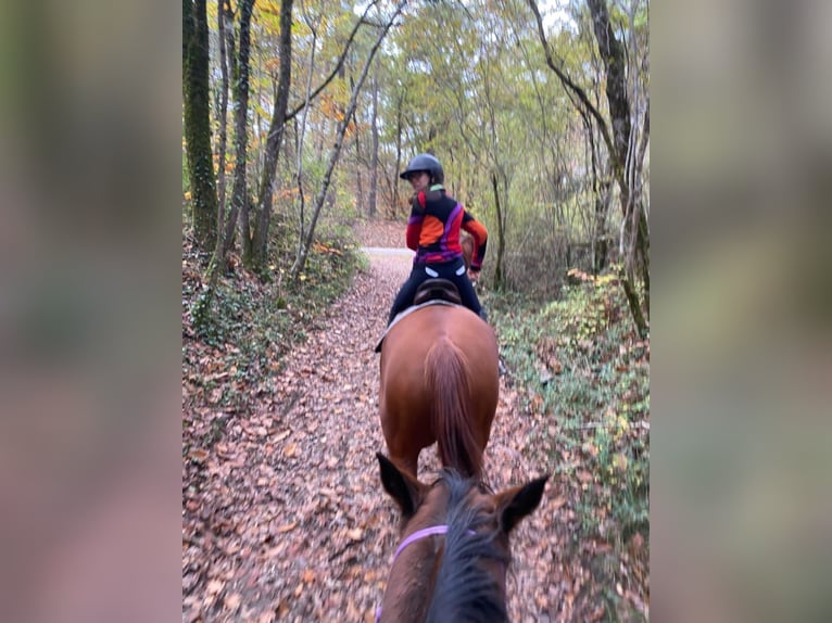 French Trotter Mare 8 years 16 hh Chestnut-Red in soumensac
