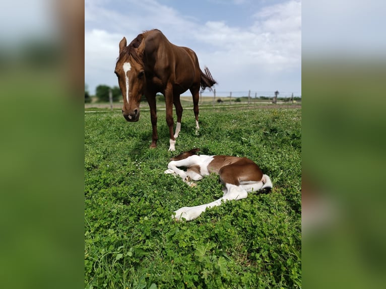 French Trotter Mare 8 years 16 hh Chestnut-Red in soumensac