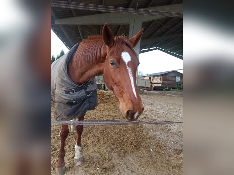 French Trotter Mare 8 years 16 hh Chestnut-Red in soumensac