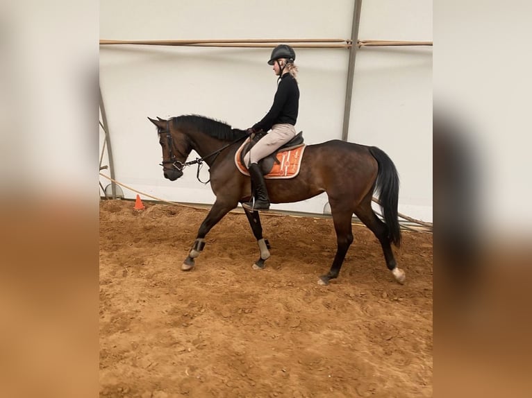 French Trotter Mare 8 years Brown in Heusweiler