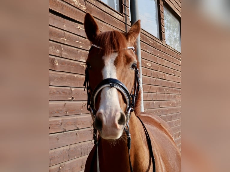 French Trotter Mare 9 years 15,1 hh Chestnut-Red in Berlin