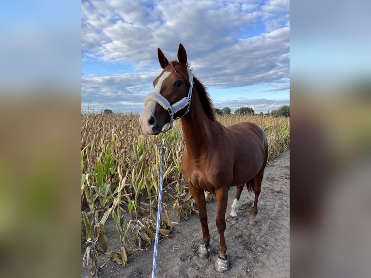 French Trotter Mare 9 years 15,1 hh Chestnut-Red in Berlin