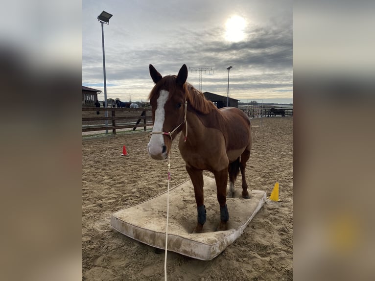 French Trotter Mare 9 years 15,1 hh Chestnut-Red in Berlin