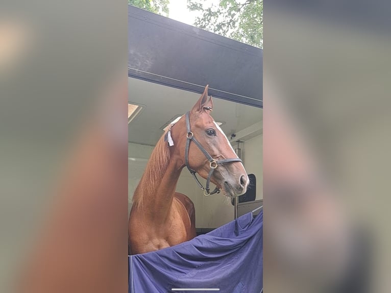 French Trotter Mare 9 years 15.2 hh Chestnut-Red in Gelsenkirchen