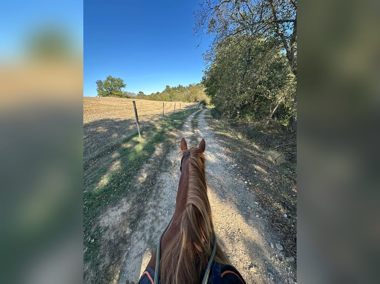 French Trotter Mare 9 years 15 hh Chestnut-Red in Palaja