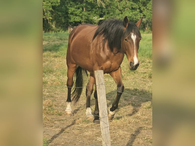 French Trotter Mare 9 years 16 hh Brown in Valeyrac