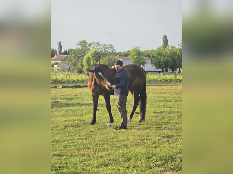 French Trotter Mare 9 years 16 hh Brown in Valeyrac