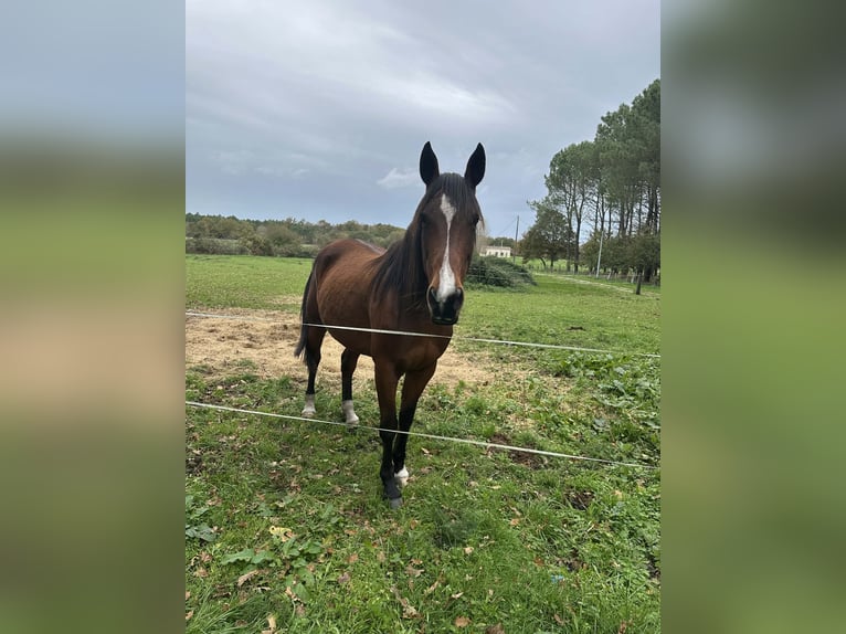 French Trotter Mare 9 years 16 hh Brown in Valeyrac