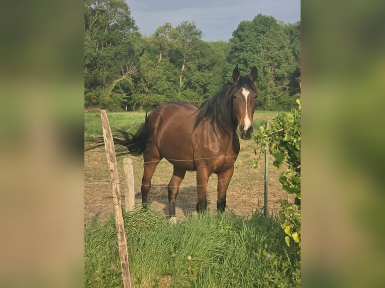 French Trotter Mare 9 years 16 hh Brown in Valeyrac