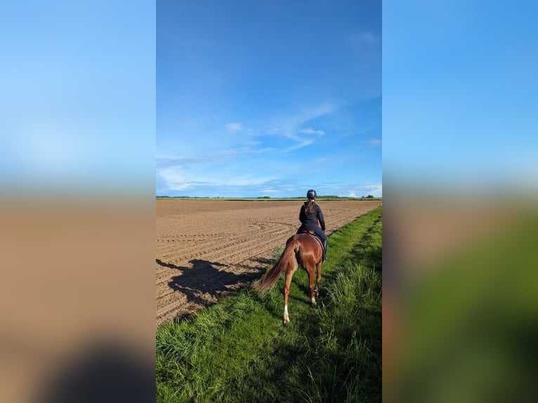 French Trotter Mare 9 years 16 hh Chestnut-Red in Chailly en brie