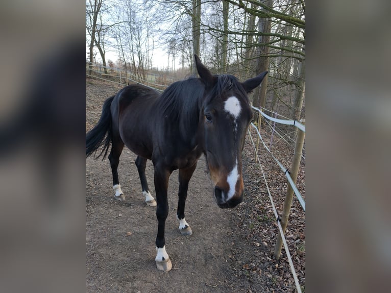 French Trotter Stallion 6 years 16,3 hh Brown in Menden