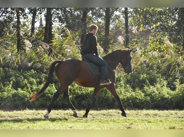 French Trotter Stallion 7 years 16,2 hh in Landau