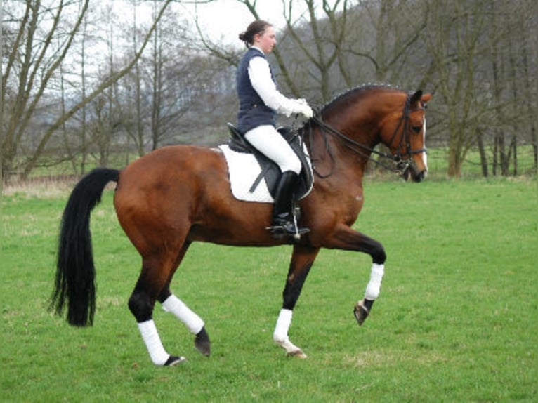 FREUDENFEST Trakehner Hengst Bruin in Emmerthal