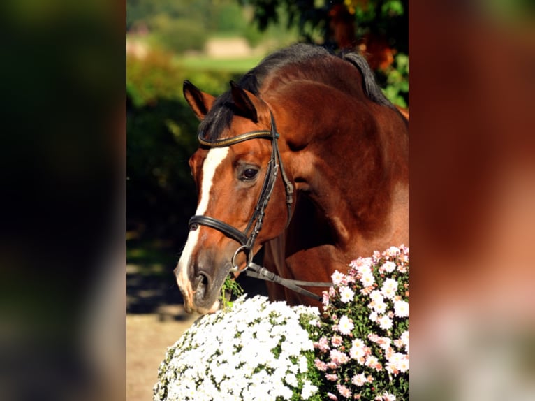 FREUDENFEST Trakehner Hengst Bruin in Emmerthal