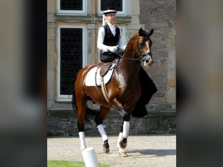 FREUDENFEST Trakehner Hengst Bruin in Emmerthal