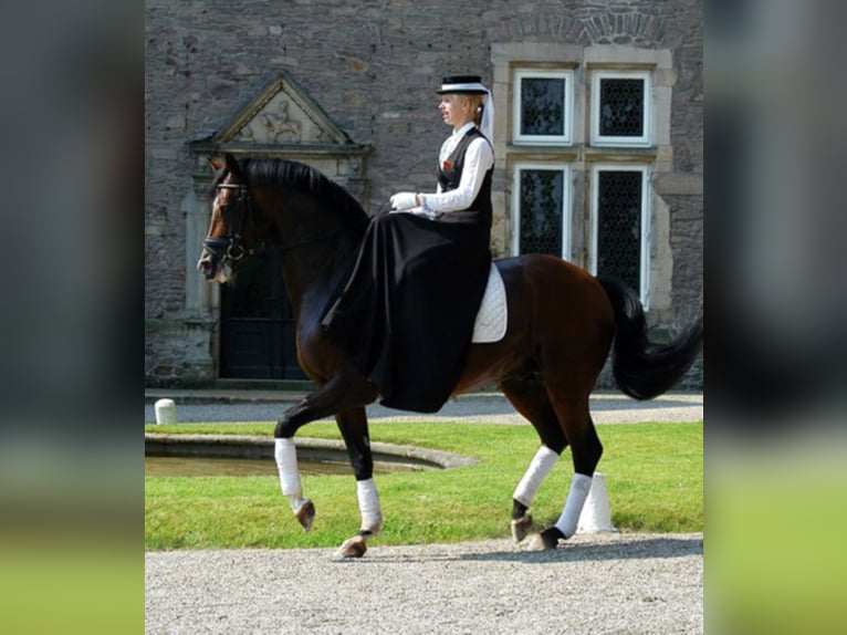 FREUDENFEST Trakehner Hengst Bruin in Emmerthal