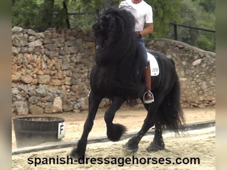 Fries paard Hengst 10 Jaar 165 cm Zwart in Barcelona