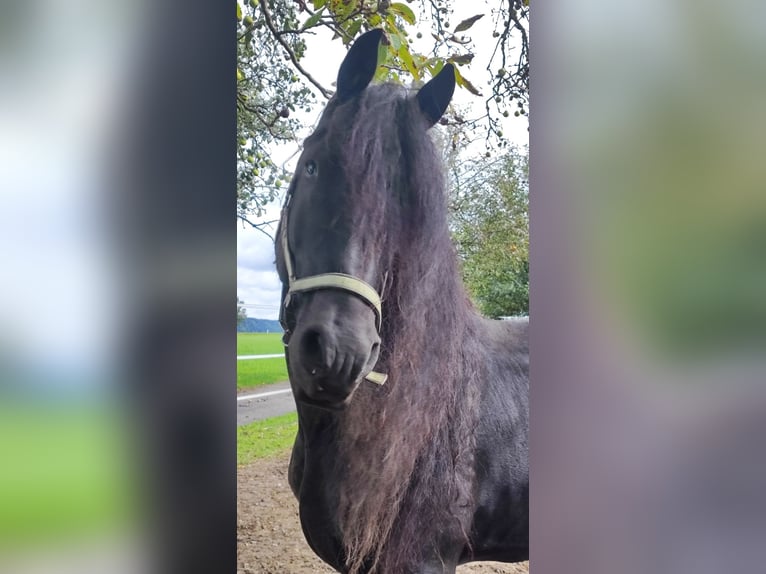 Fries paard Hengst 10 Jaar 165 cm Zwart in Reichersberg