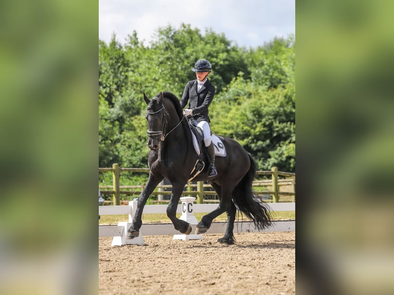 Fries paard Hengst 10 Jaar 167 cm Zwart in Zutphen