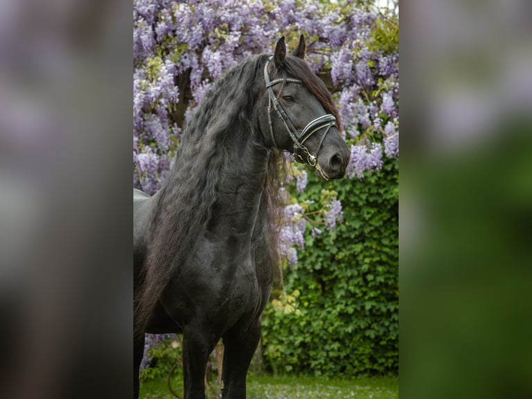 Fries paard Hengst 10 Jaar 167 cm Zwart in Zutphen