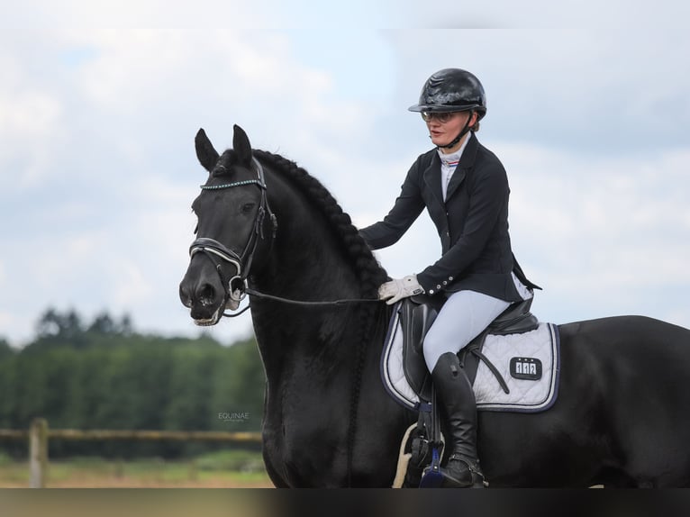 Fries paard Hengst 10 Jaar 167 cm Zwart in Zutphen