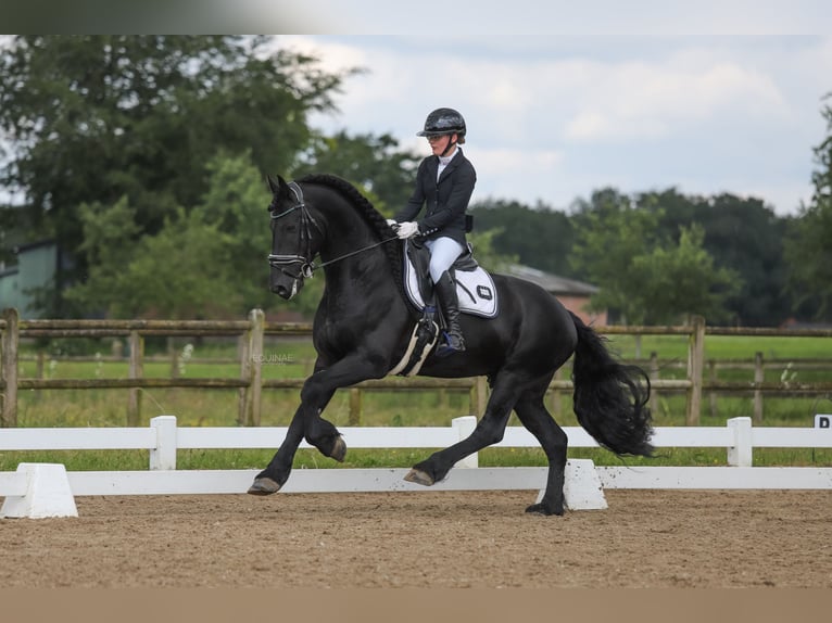 Fries paard Hengst 10 Jaar 167 cm Zwart in Zutphen