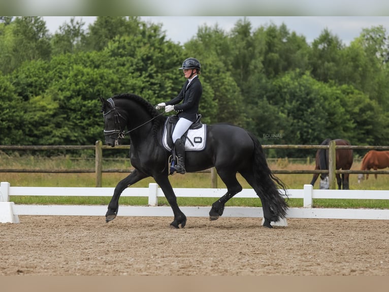 Fries paard Hengst 10 Jaar 167 cm Zwart in Zutphen