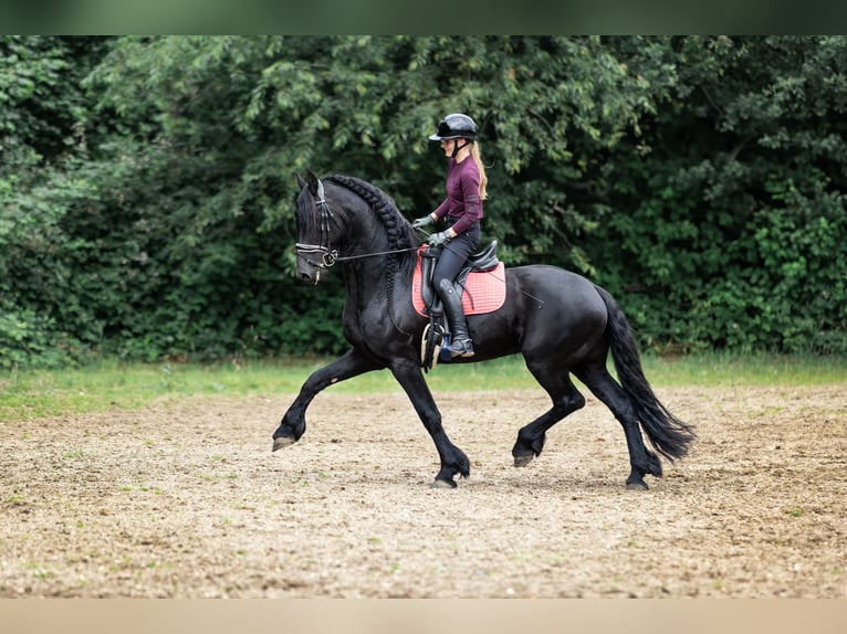 Fries paard Hengst 10 Jaar 167 cm Zwart in Zutphen