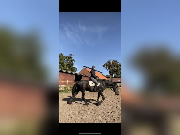 Fries paard Hengst 11 Jaar 159 cm Zwart in Schapen