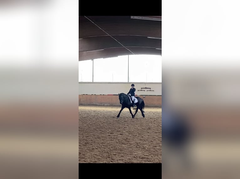Fries paard Hengst 11 Jaar 159 cm Zwart in Schapen