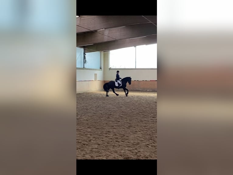 Fries paard Hengst 11 Jaar 159 cm Zwart in Schapen