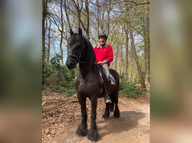 Fries paard Hengst 11 Jaar 160 cm Zwart in Achtmaal