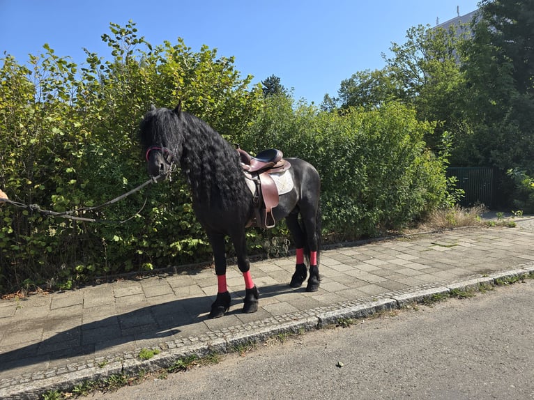 Fries paard Hengst 11 Jaar 162 cm Zwart in Dresden