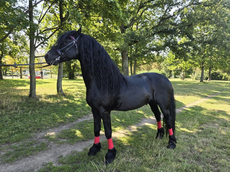 Fries paard Hengst 11 Jaar 162 cm Zwart in Dresden